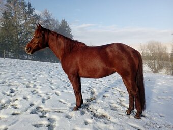 Kobylka Quarter horse kvh 148cm - 3