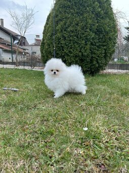 Pomeranian PP,Chovatelská stanica Nucháčik poms - 3