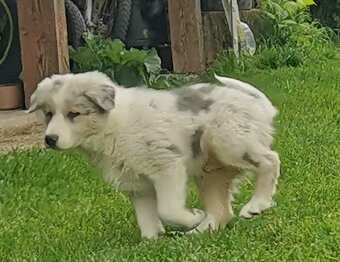 Border kolie , Collie , kolia - 3