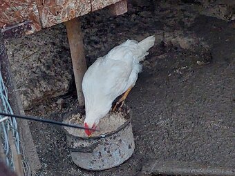 Vlaška exchequer, leghorn a bregovská dzinka - 3