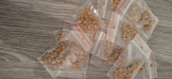 Prodám semena Modry vlci bob lupina , také semena Durmanu žl - 3