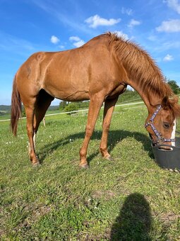 Pony B klisna - 3