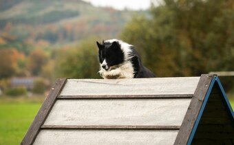 Border Kolie - ke krytí - 3