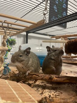 Osmák degu - 3