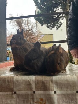 Prodám zakrslé králíky - 3