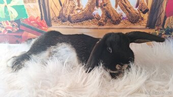 Zakrslý králík/ beránek vydří černá - 3