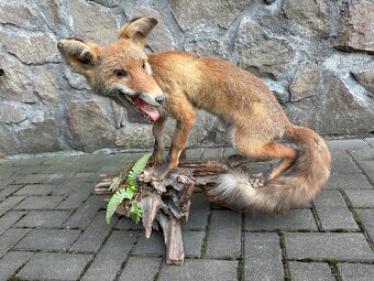 Liška - preparace, vycpanina - 3