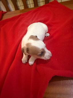 Jack russell teriér - 3