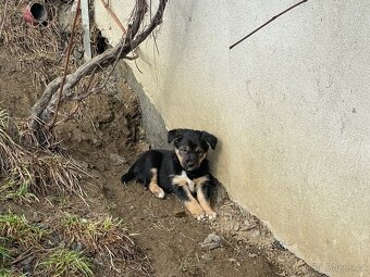 Štěně Border kolie/Malinsky ovčák odběr od 27.2 - 3