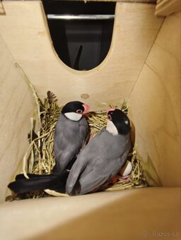 Rýžovník šedý pár - 3