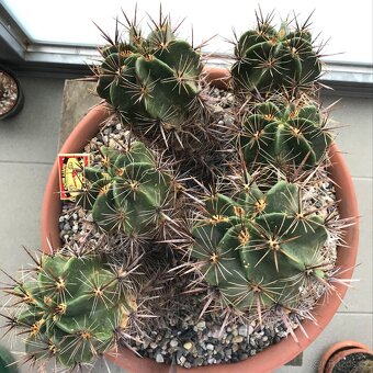 Ferocactus Robustus - 3