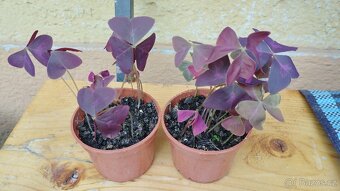Oxalis triangularis, šťavel purpurový - 3