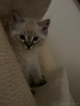 Ragdoll koťátka - 3