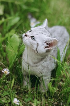 Britská koťata- whiskas - 3
