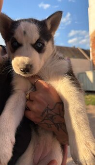 Sibiřský Husky bez PP - 3