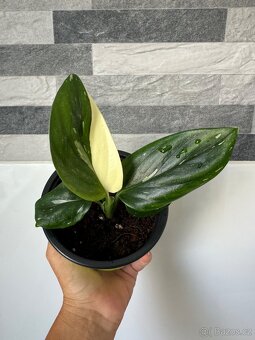 Monstera standleyana,,COBRA'' - 3