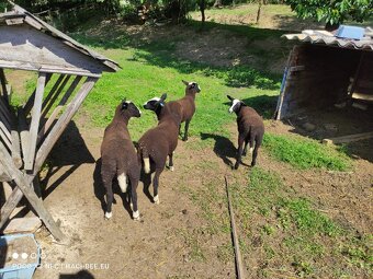 Na prodej: 2 beránky plemene Zwartbles - 3