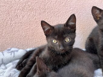 Darujeme koťátka - Tři bratři 🐈 (i jednotlivě) - 3