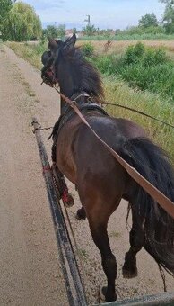 Sportovy pony valach - 3