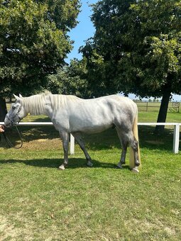 Starokladrubský valach - 3