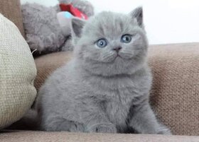 Britská modrá koťatka s PP - 3
