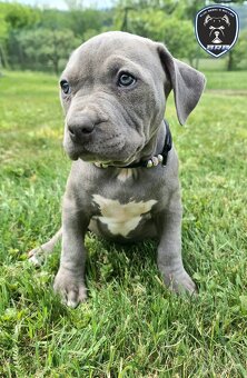 Fenka American Bully XL s pp - 3