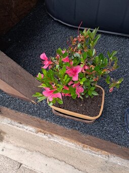 Bonsai,bonsaj Japonska Azalka - 3