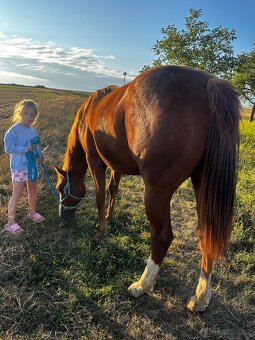 Roční valášek AQH s PP,čistý 6panel - 3