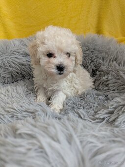 Pudl trpasličí-fenka - 3