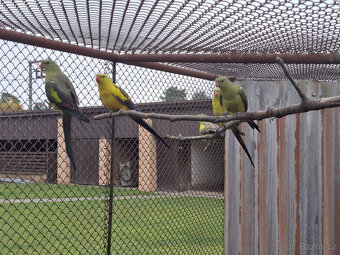 Papoušek horský - letošní - 3