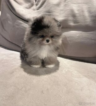 Pomeranian na prodej - 3