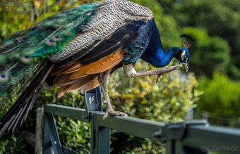 Objektiv Konica Hexanon AR 52mm f/1.8 - 3