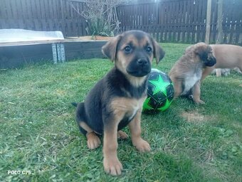 Prodej štěňat - 3