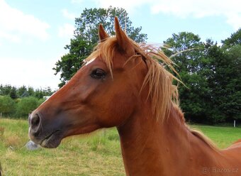 Dvouletý valach pony - 3
