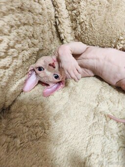 Sphynx kocourci velcí mazlíčci 😺 - 3