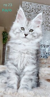 Mainská mývalí koťátka s PP - 3