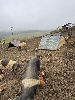 slovenské pastevné prasa - predám prasnice, prasnici - 3
