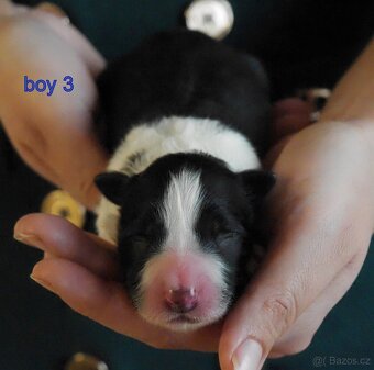 Border kolie s PP - 3