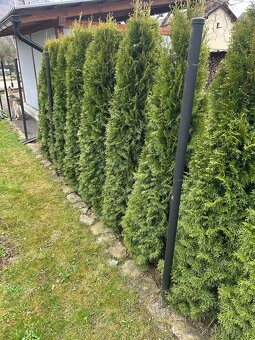 Pletivo + sloupky - 3