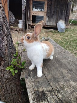 Prodej chovných samců - 3