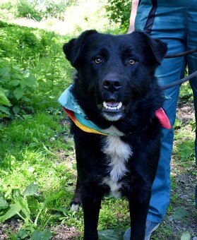 CHICAGO K ADOPCI - 3 ROKY, KONTAKTNÍ, HRAVÝ, AKTIVNÍ - 3