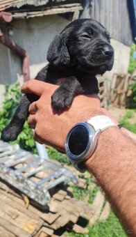 Labrador fenka - 3