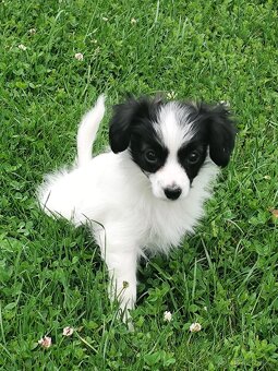 Fenka phalene s PP (ne papillon) - 3