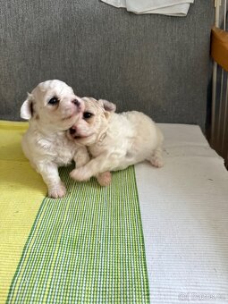Štěně Bichon frise (pes) - 3
