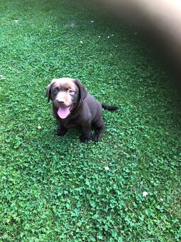Labrador - 3