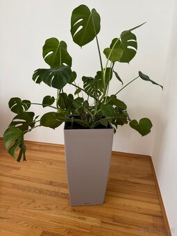 Samozavlažovací květináč Lechuza s velkou Monstera deliciosa - 3