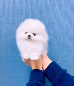 Pomeranian-mini - 3
