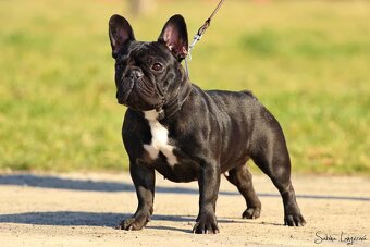Francouzský buldoček s PP FCI - 3