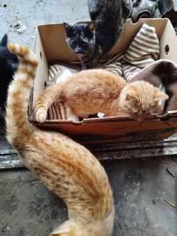 Daruji koťátka - 3