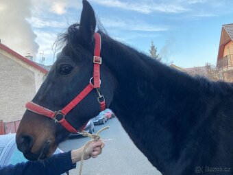 11 lety Valach na rekreaci - 3